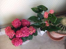 ◆サロンにお花