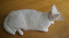 ◆実家のネコが…