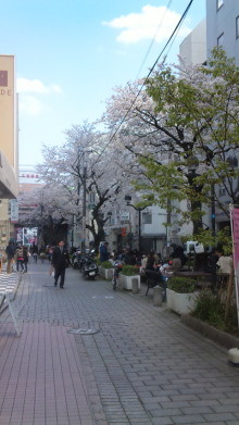 ◆桜模様