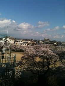 ◆桜
