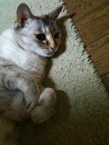 ◆猫マッサージ