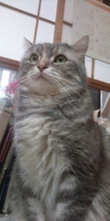 ◆サマーカット