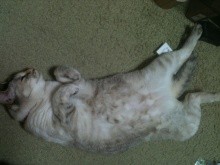 ◆今日のにゃんこ