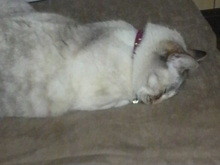 奇跡の寝方をするネコ